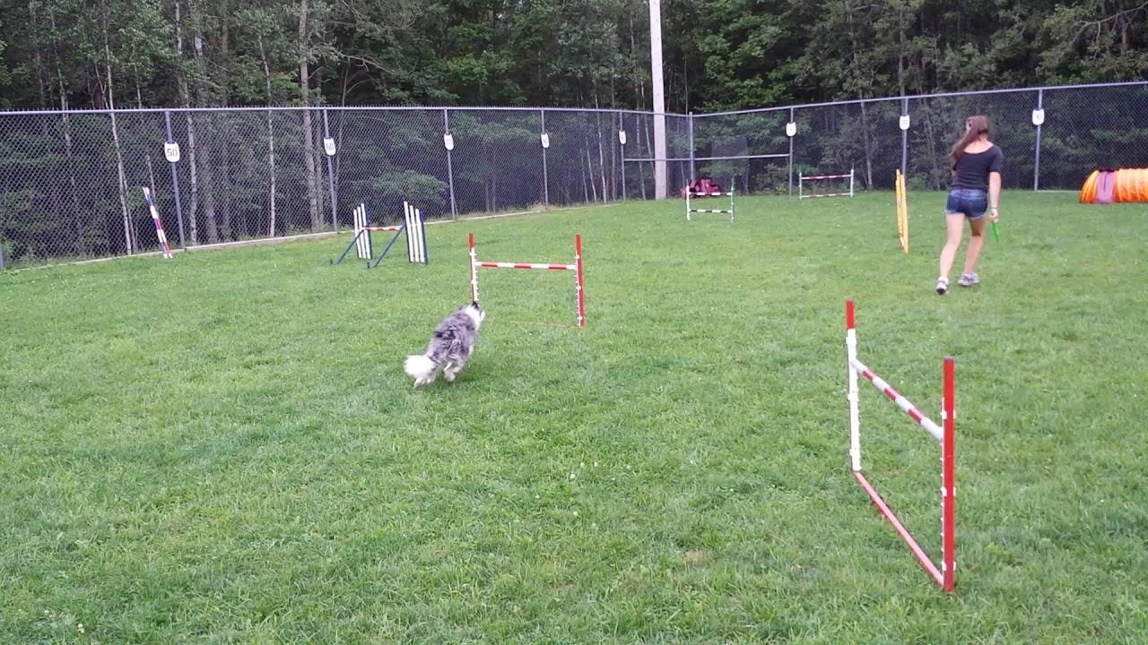 Blurr the Blue Merle Border Collie - Agility Training - Jumpers 4 - Summer 2013
