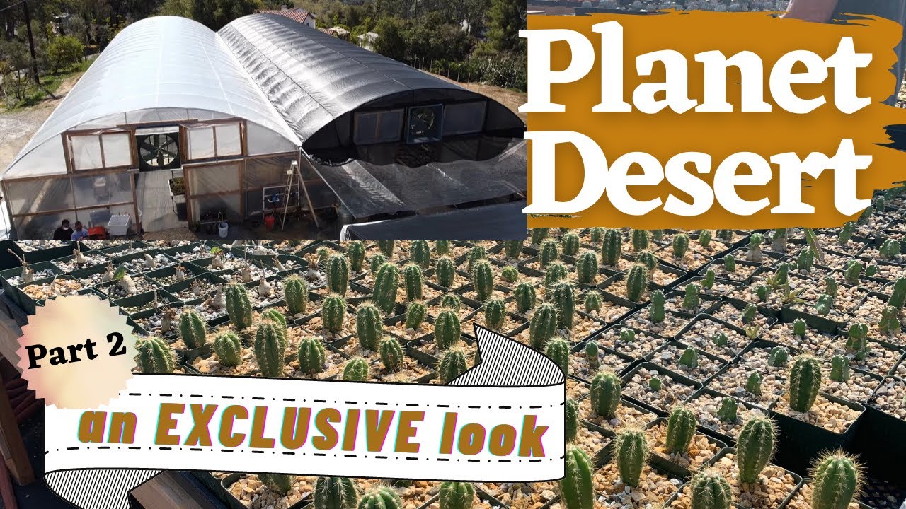 (2-й) взгляд внутрь питомника Planet Desert | Советы по уходу за кактусами и суккулентами | Экску...