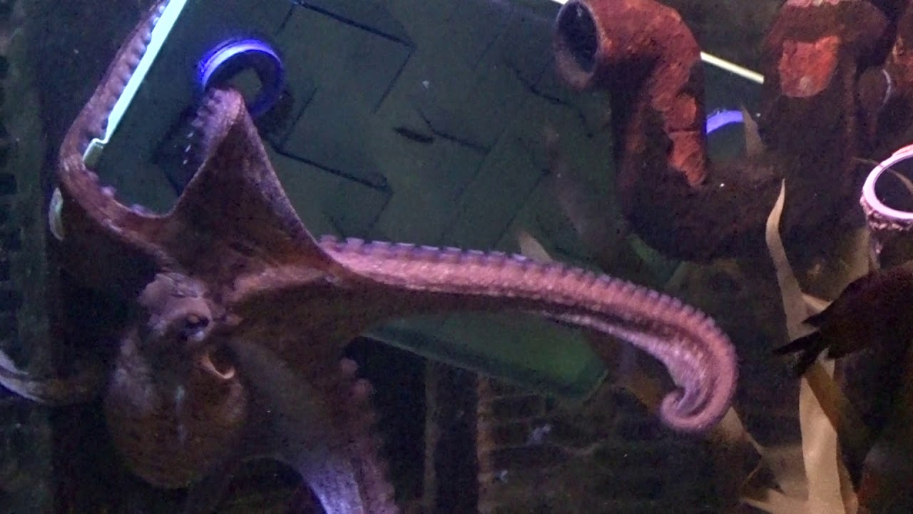 Octopus Fütterung im Sea Life Speyer