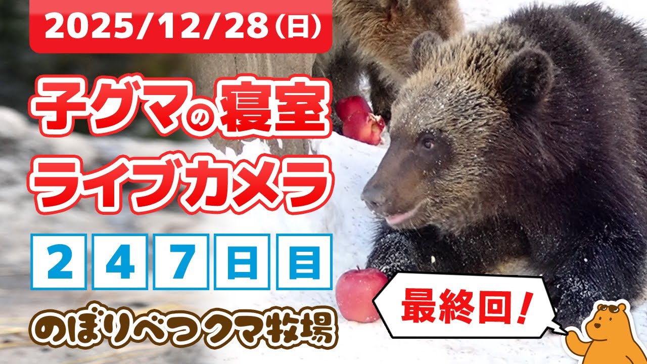 【最終回】12月28日 子グマの寝室ライブカメラ　のぼりべつクマ牧場