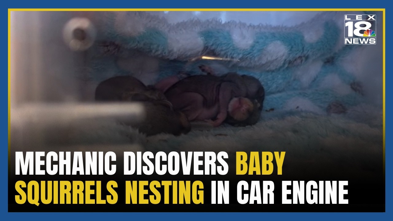 Mechanic discovers adorable surprise: Baby squirrels nesting in car engine
