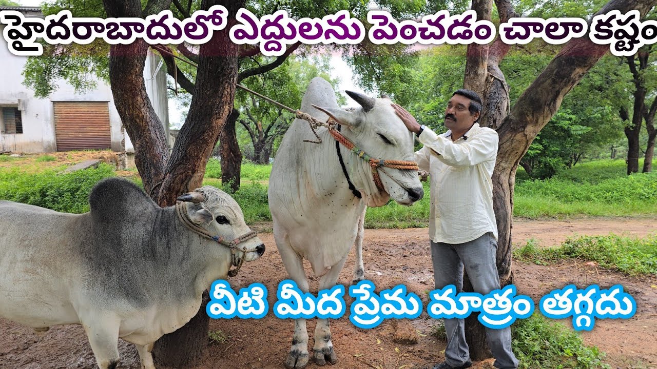 RR Bulls interview || RR Bulls D.Venkateswara Garu || shamirpet medchal Jilla Hyderabad Telangana