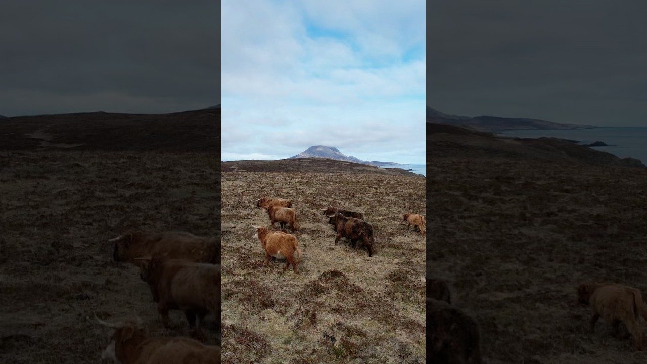 Did you know there&rsquo;s a remote Alaskan island with WILD cows?#fyp #explore #foryou #wildlife #fypage