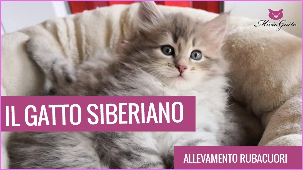 Il gatto SIBERIANO: tutto sul gatto ipoallergenico!