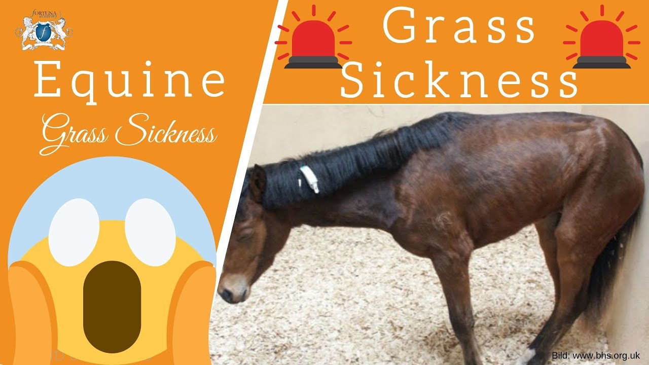 Grass Sickness - Der qualvolle Tod beim Pferd