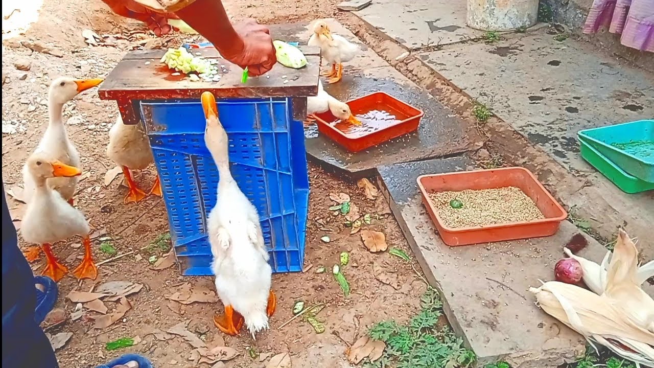 Ducklings Series | Cute Baby Ducklings Daily Life | Feeding, Playing 
