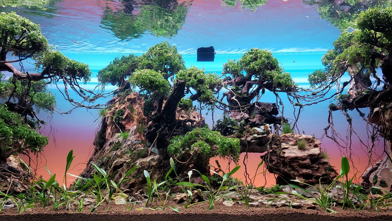 ANCIENT GARDENS Planted Aquarium Setup Pt 4 - The PLANTS