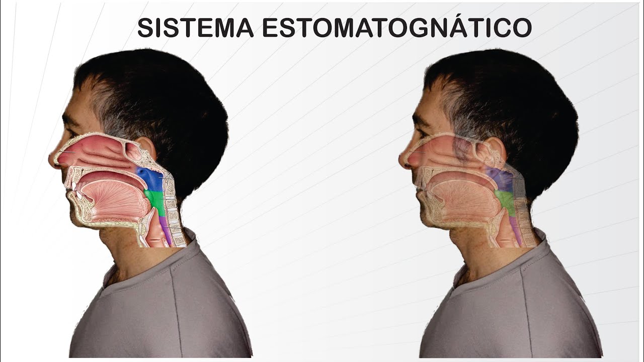 Sistema estomatognatico
