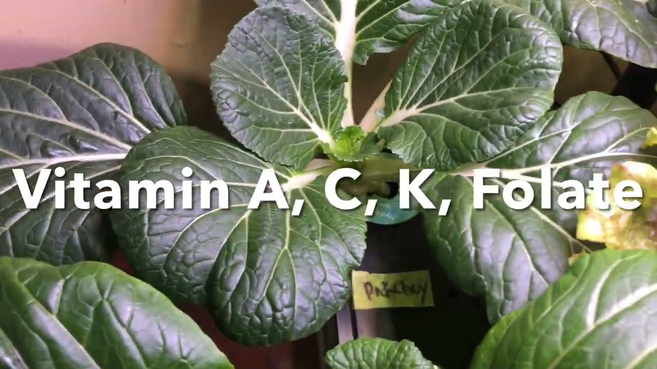 Bok Choy, A must grow for hydroponics