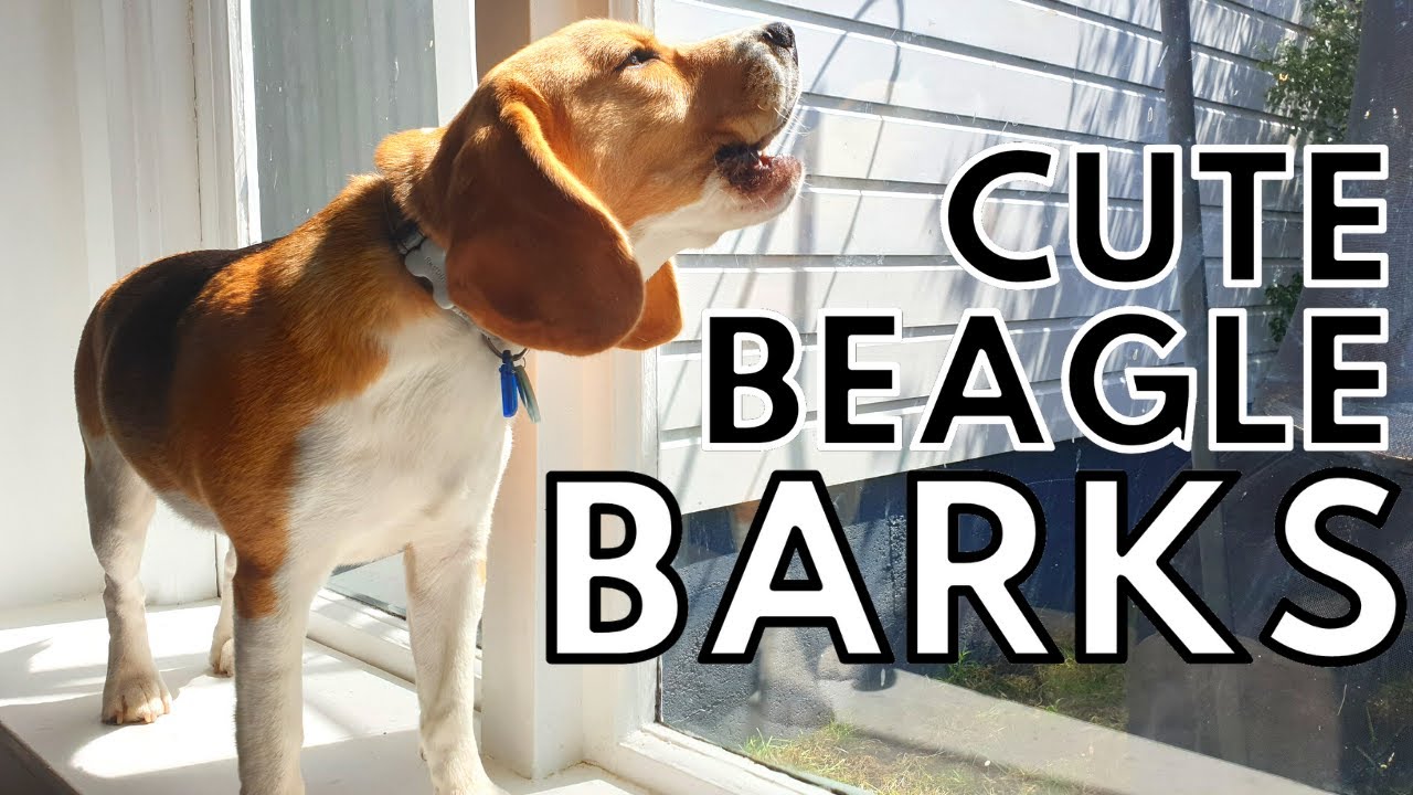 Cute Beagle Barks  
