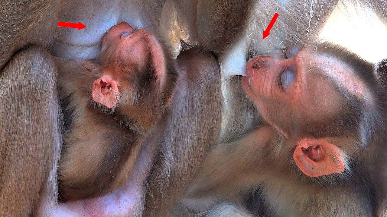 Today, the baby monkey looks very sleepy because it's drunk on its mother's milk.