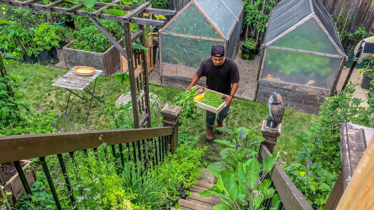We stopped buying vegetables after growing our own food. What we harvested in the month of July
