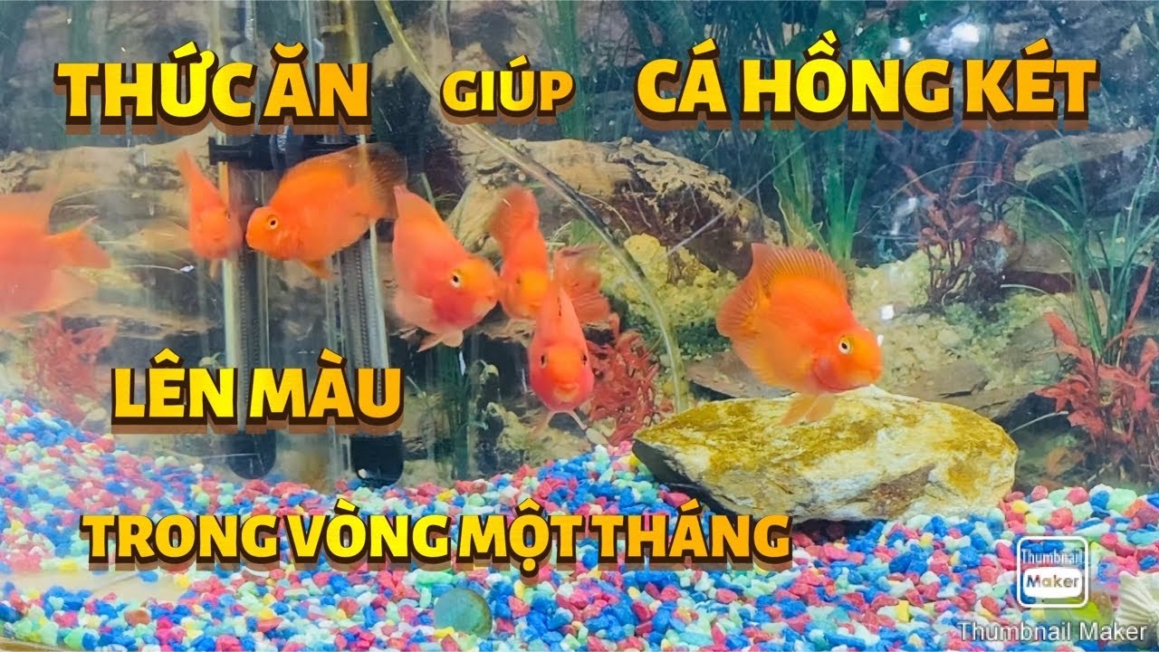 #163]Cá Hồng Két ăn gì lên màu?Giá bao nhiêu tiền?#congáibàtô