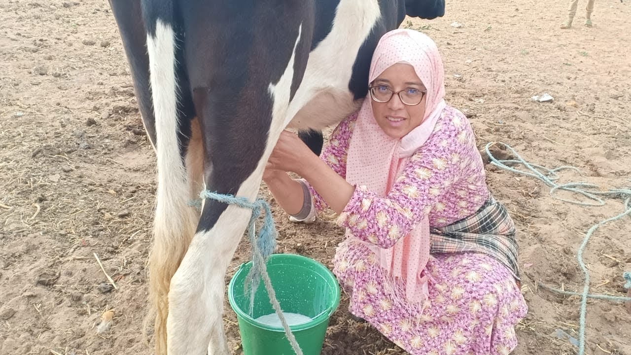 الشفارة كترو هاد الايام 🐄🐮الله يحفظ😰وقت الحصاد لحگ وخا الرزق قليل مع الجفاف الواحد يحمد الله 🙏