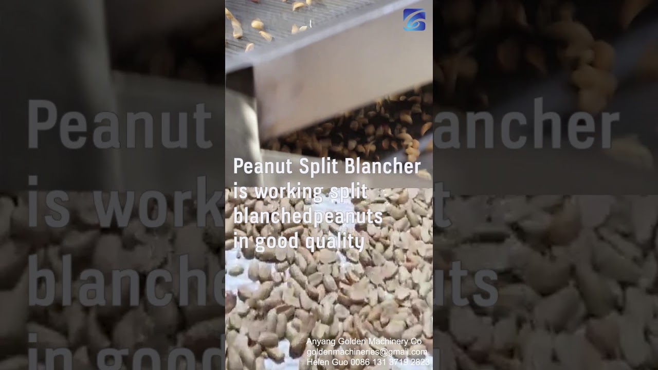 Peanut Split Blanching Is Working Skin Blanching Process | Blanched Peanut On Conveyor Belt 