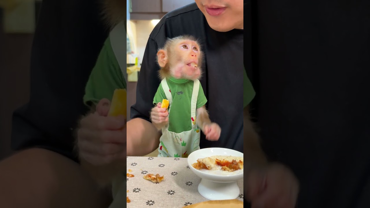 Make pizza with BiBi P2 | Curious Monkey Family's Daily