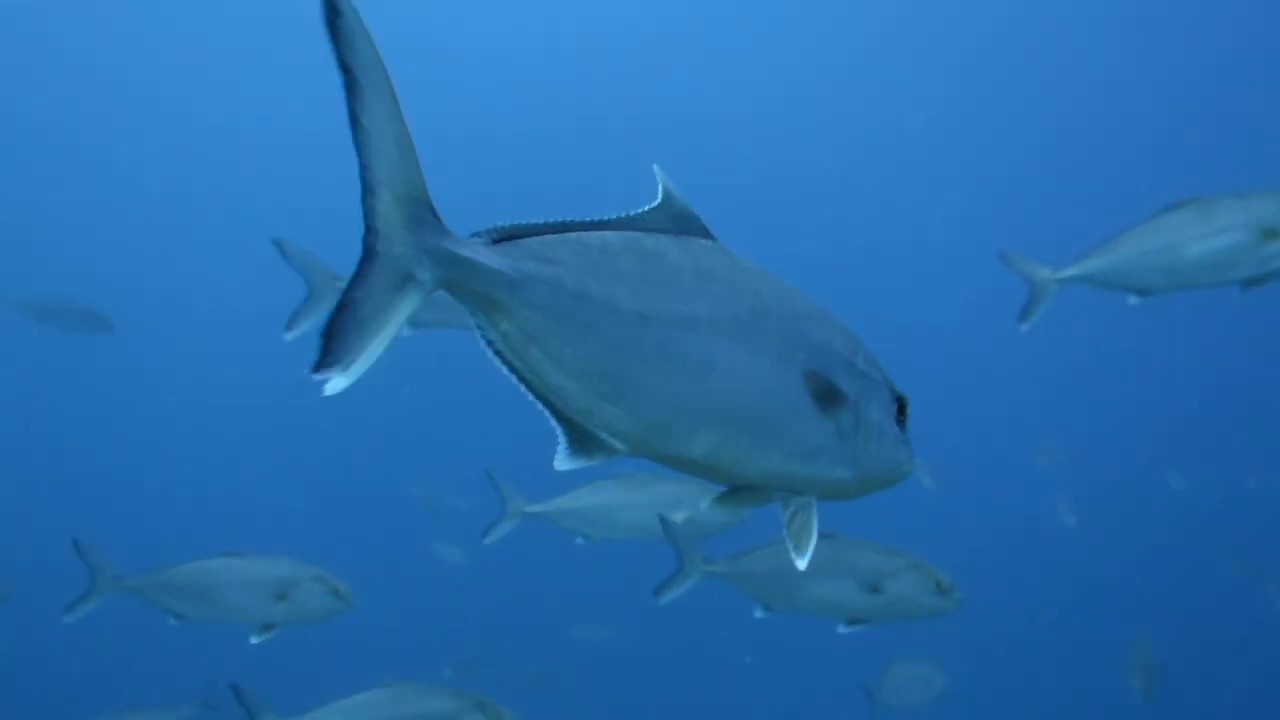 Buceo en la Reserva Marina de Cabo Tiñoso, La Azohía - Abril 2019. Fizzy soup - Diver