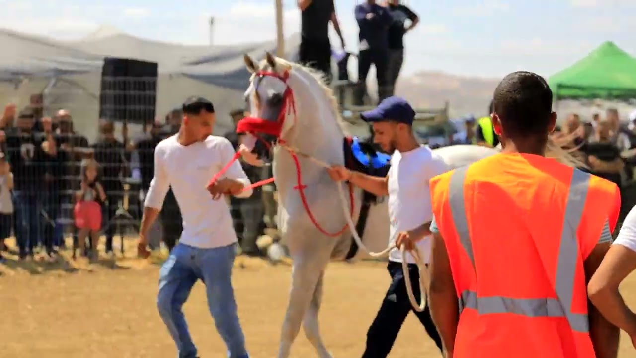 اشواط ميدان فلسطين - شوط الخيول المحلية
