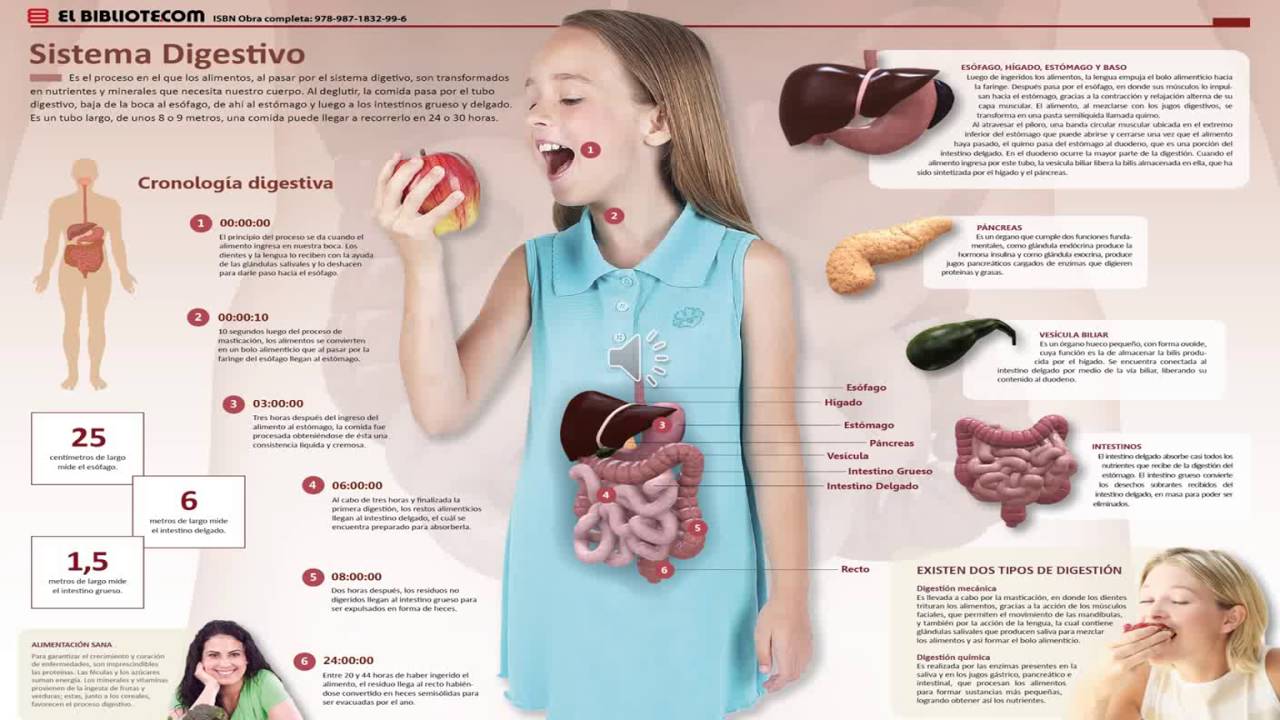 Tracto Gastrointestinal
