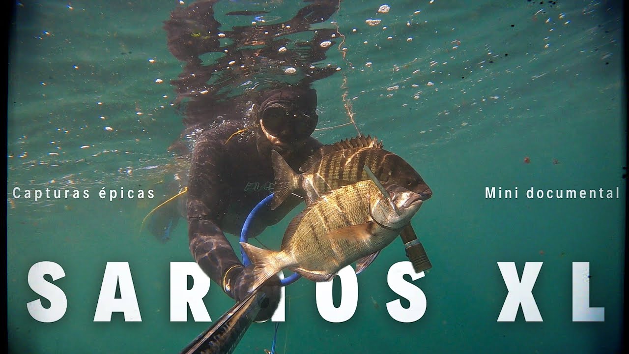 💥ÉPICOS MOMENTOS DE PESCA SUBMARINA EN GALICIA⚠️CAPTURA DOBLE Y TRIPLE DE SARGOS XL