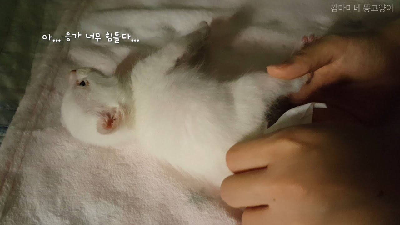 ♥4일차♥엄마 잃어버린 아기 꼬물이 황금변 대공개!