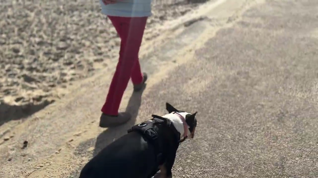Walking Remy on the Beach.