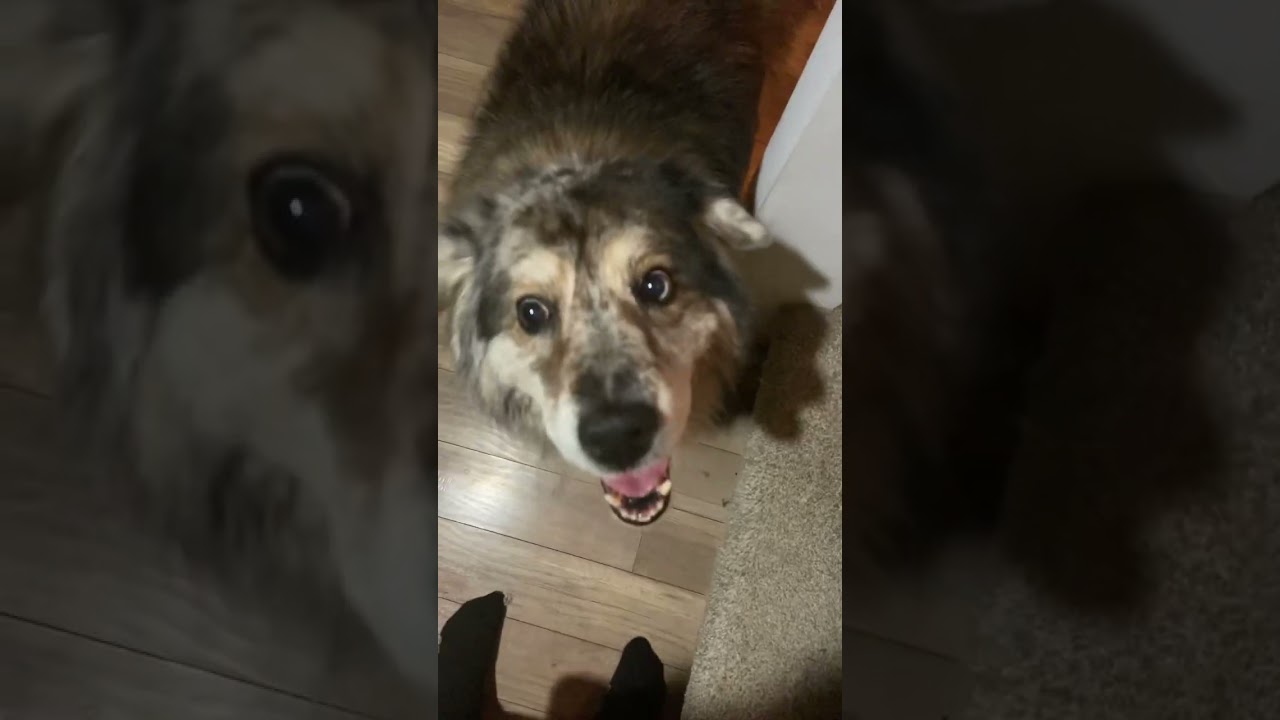 My pets welcome me home
