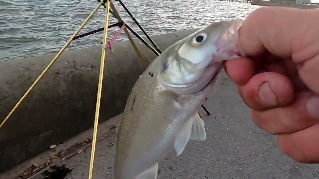 POOLE HARBOUR SESSION FOR BASS FLOUNDER BREAM - WITH RAGWORM