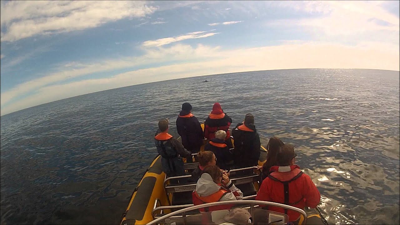 Wild Atlantic Way whale & dolphin watching video