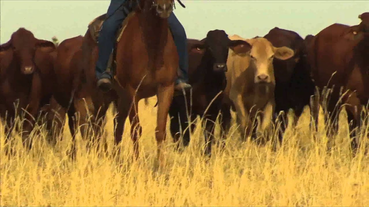 Back In The Saddle - Harry Redford Cattle Drive