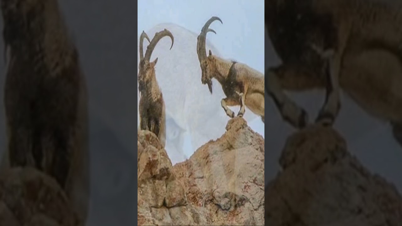 Dengbêj Xelîlê Serıgi/Lavıj