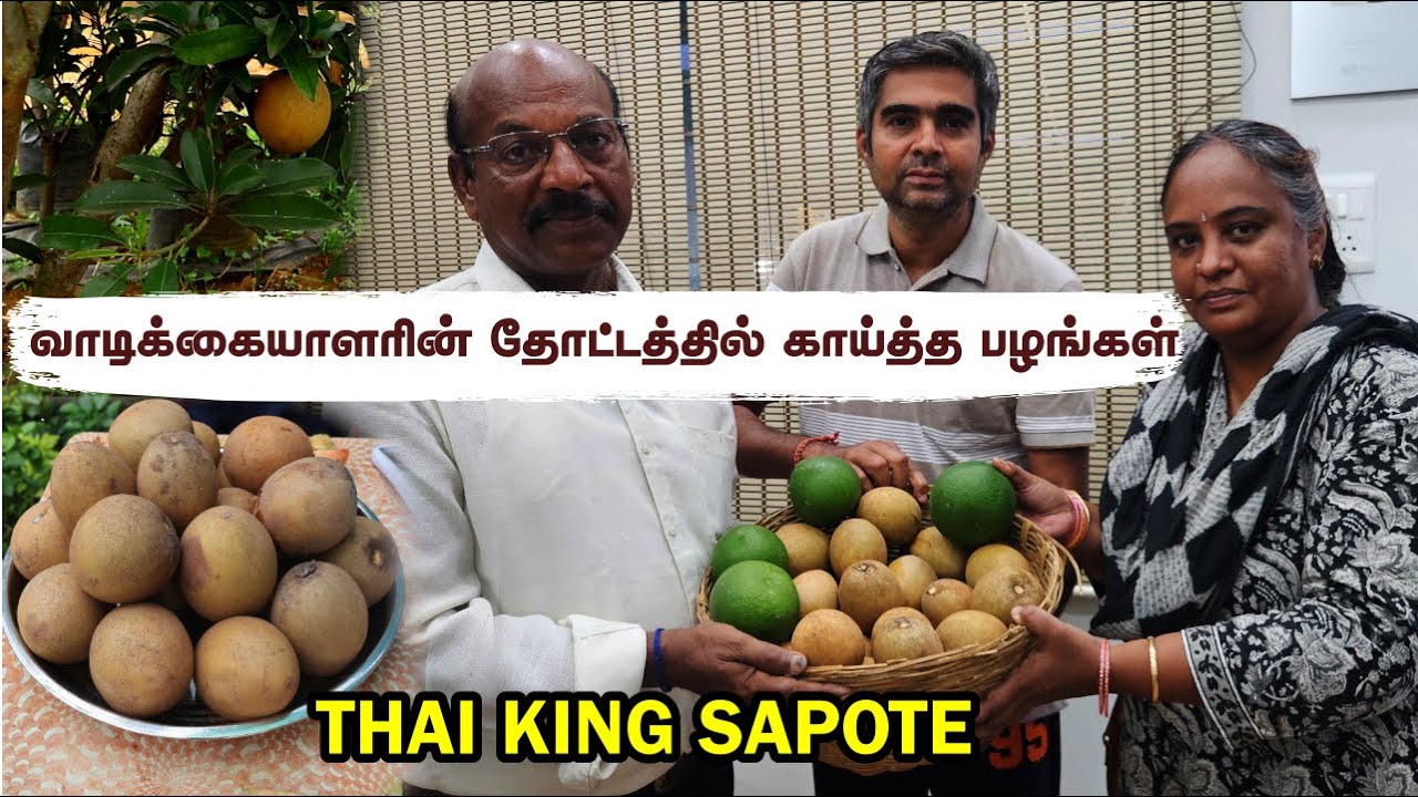 Customer திரும்பி வந்தார் with 250g Thai King சப்போட்டா 🍈 Trust & Taste @ Greenland Nursery 🍒💚