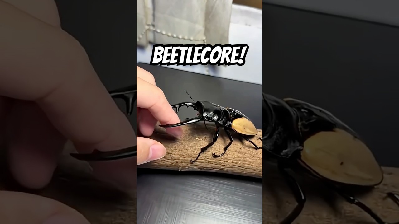 Welcome to the World of Beetlecore 🪲✨