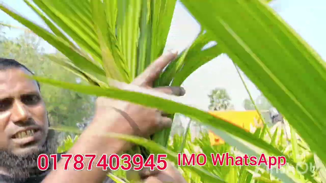 হাইব্রিড বারোমাসি বার্মা সুপারির চারা নিতে যোগাযোগ করুন01787403945