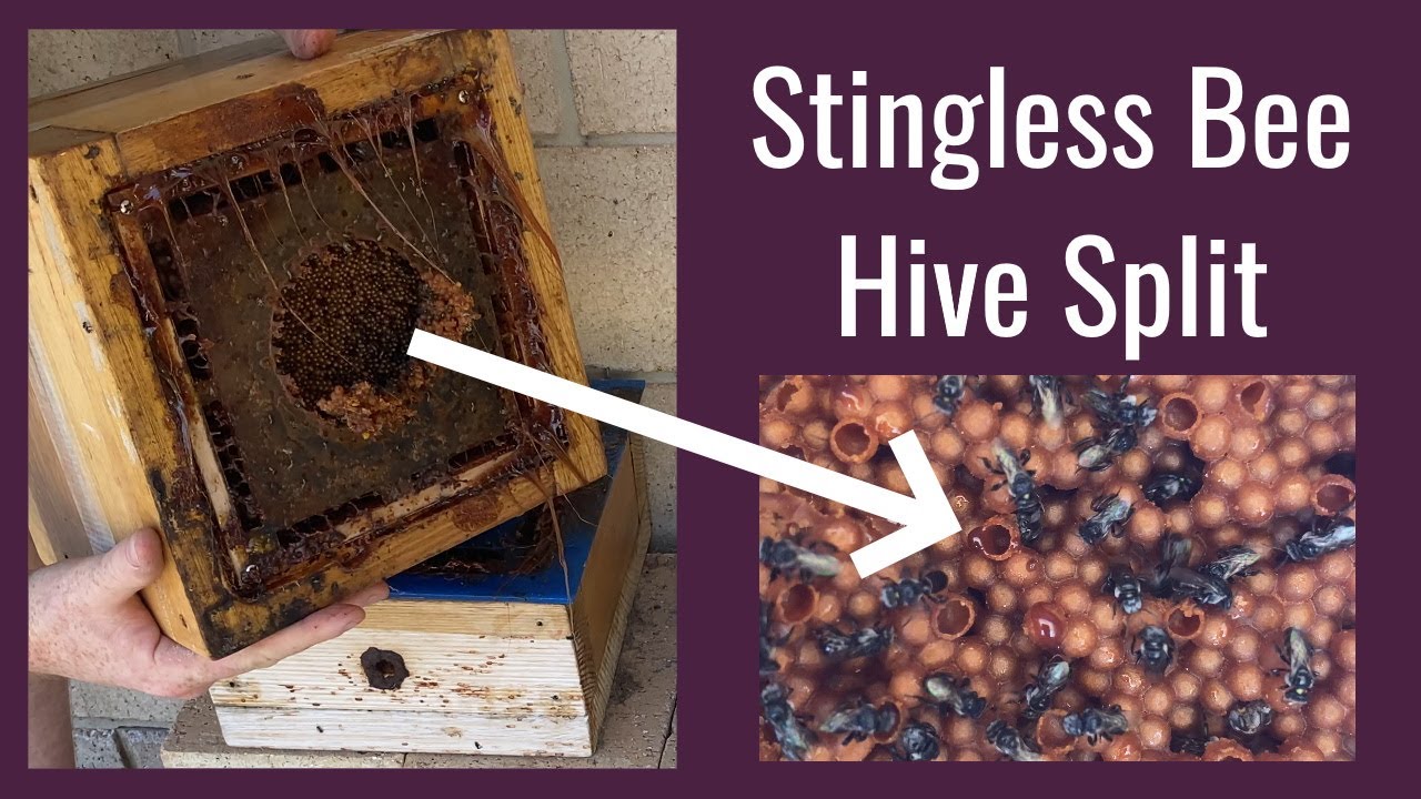 Stingless Bee Hive Split (Hard Split)