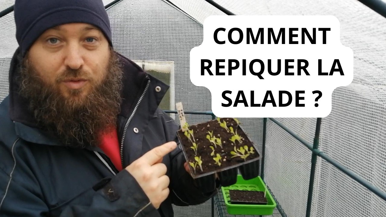 Comment Repiquer la Salade ?