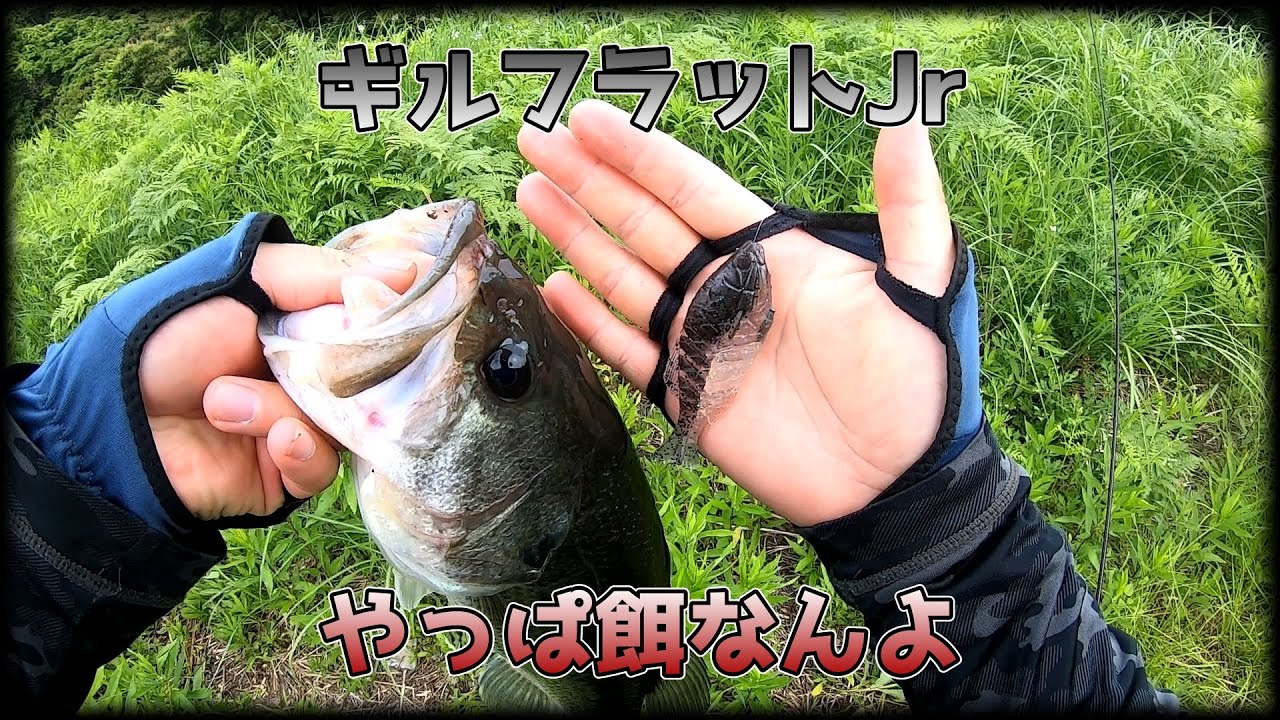 【ギルフラjr】なるほどこれがギル型ルアーの威力というヤツかね【一誠】