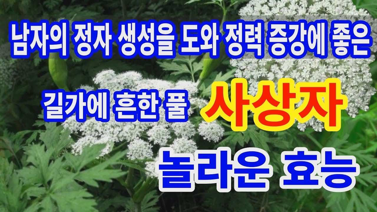 사상자 놀라운 효능