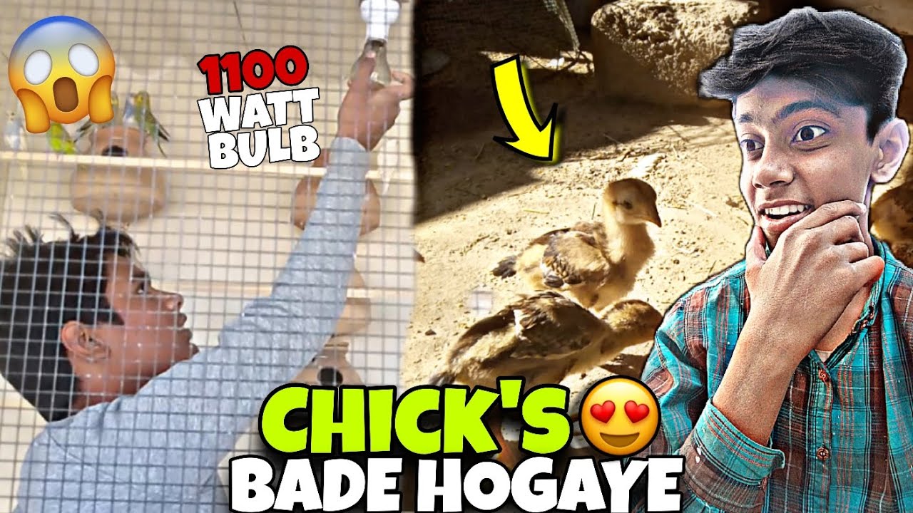 Chicks Bade Hone Lagay 🐥🔥 Budgies Ke Liye 1100 Watt Ka Bulb Laga Diya 😱
