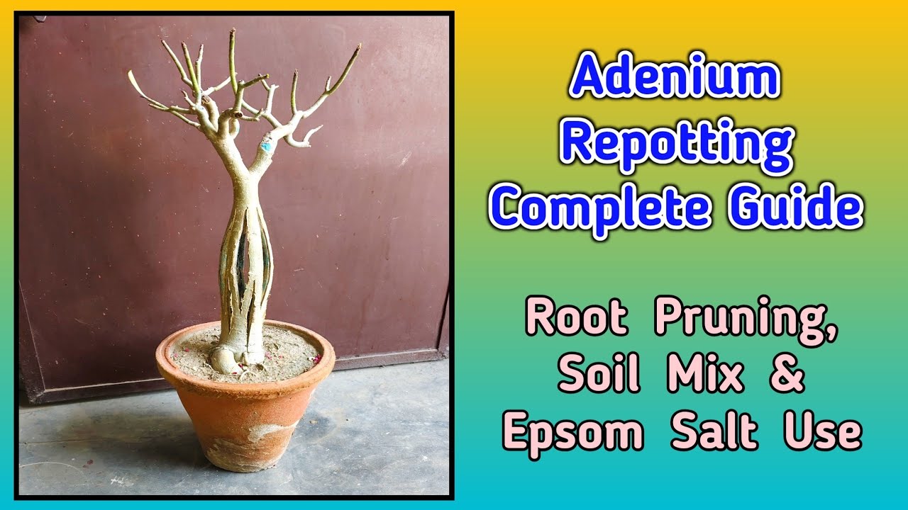 adenium repotting complete guide 🌸 root pruning, soil mix & epsom salt use | @Baghwani695 