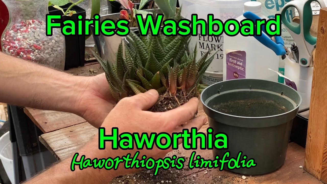 Propagating Fairies Washboard Haworthia