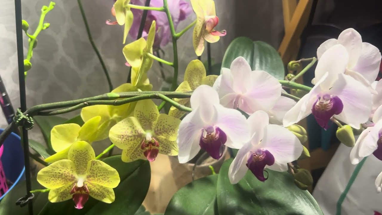Orchids in the evening, орхідеї ввечері