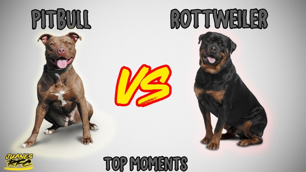 Rottweiler vs Pitbull - TOP MOMENTS