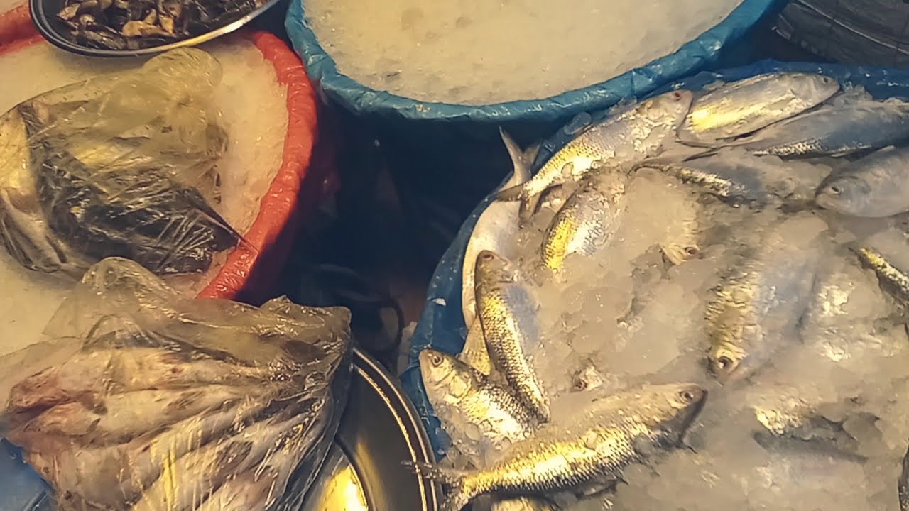 দাম কেমন এখন ইলিশ মাছের? | কারওয়ান বাজারে মাছের দাম | ইলিশ সহ অনেক রকম মাছ | Fish Price Karwanbazar