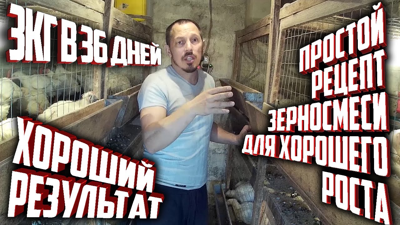 (ч.5)Вес Бройлера в 36 дней 3 кг! Идеальный рецепт зерносмеси для роста.