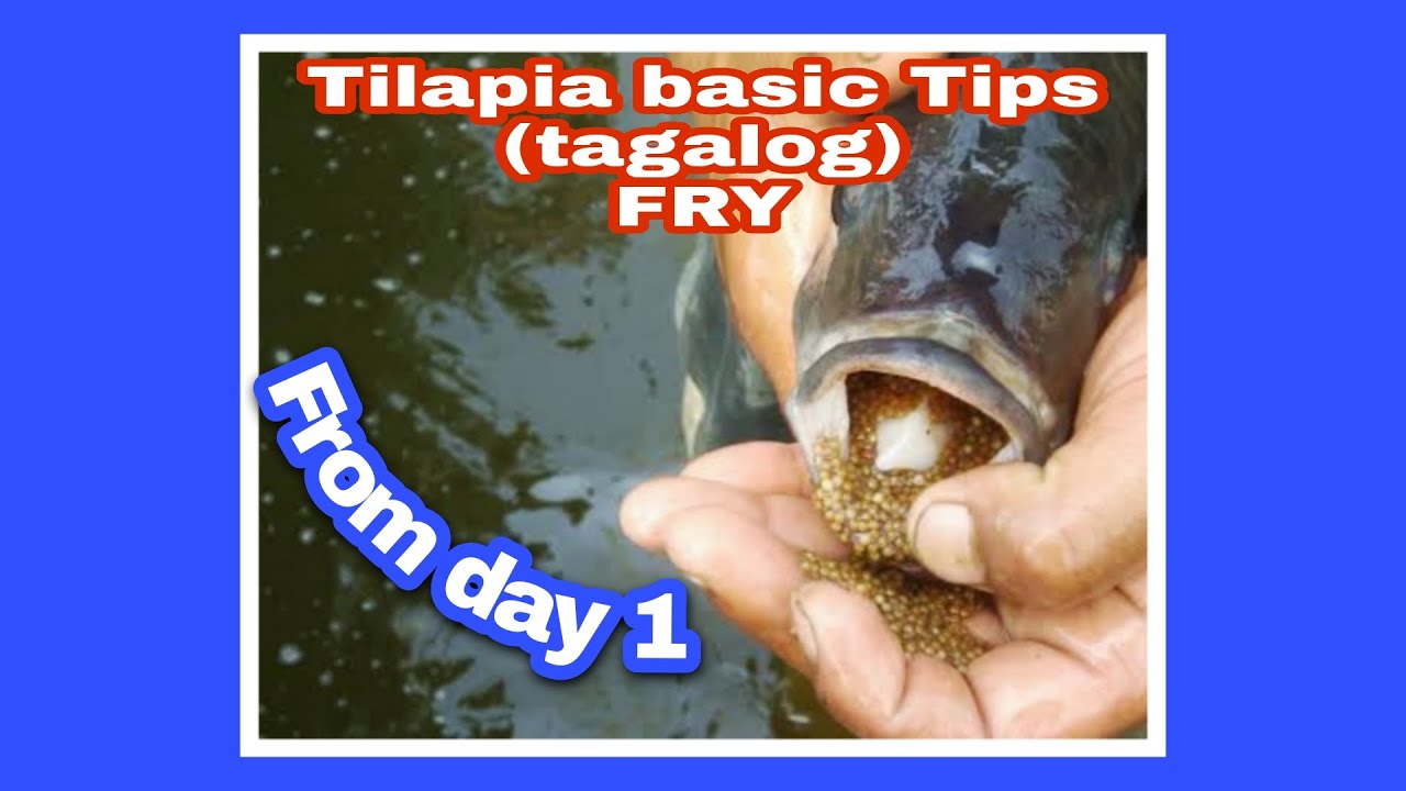 Tilapia basic tips (tagalog) day 1