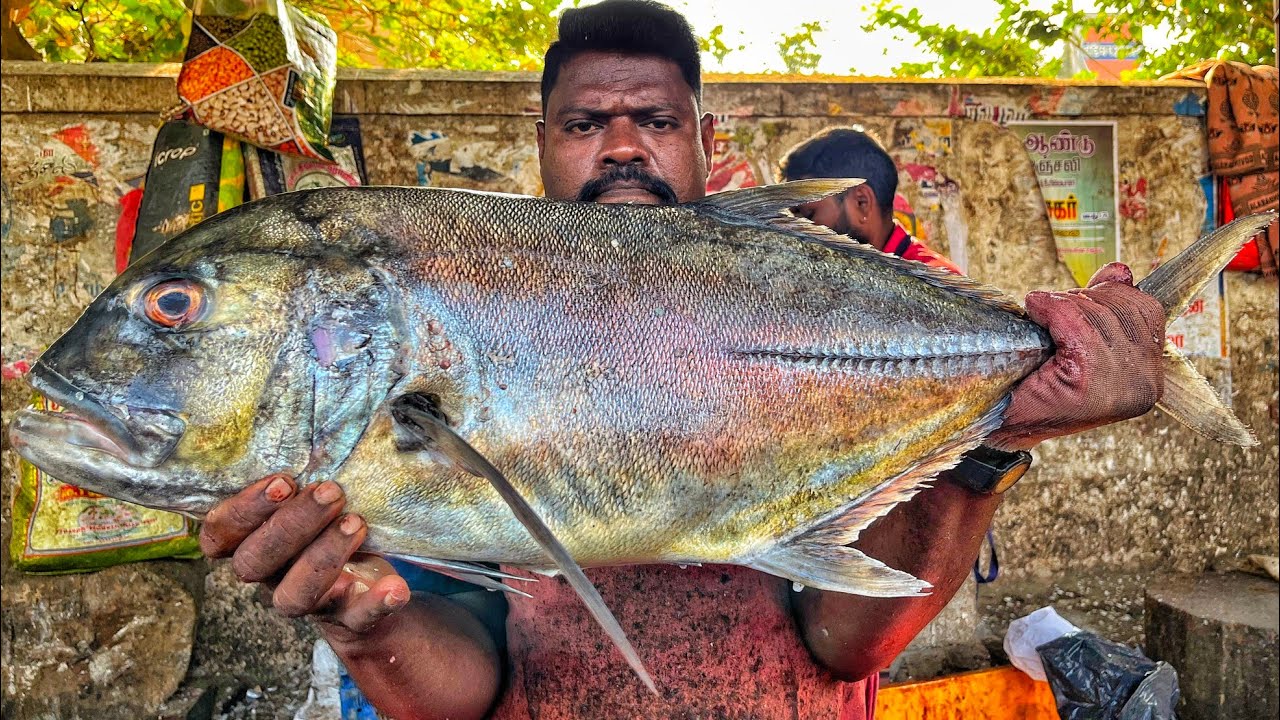KASIMEDU 🔥 SPEED SELVAM | BIG SIZE TREVALLY FISH CUTTING VIDEO | 4K VIDEO | KM FISH CUTTING 