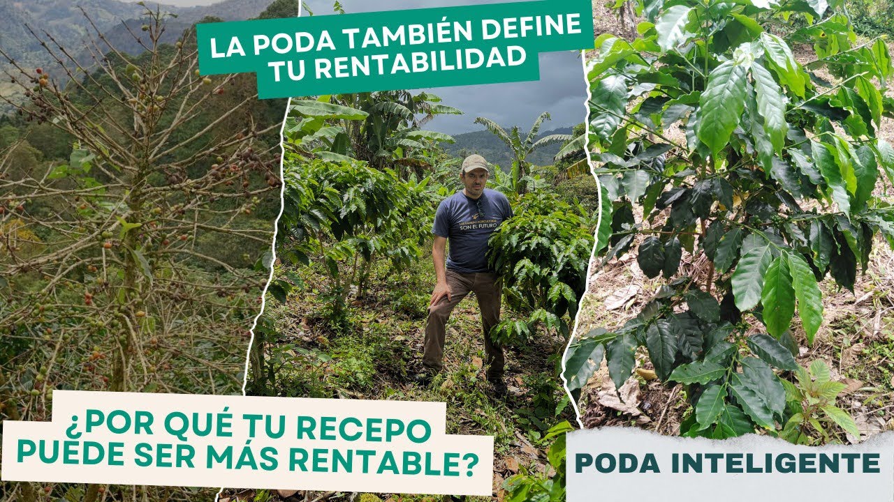 ¿Por qué el recepo no responde aunque fertilizás? #PodaInteligente #coffee