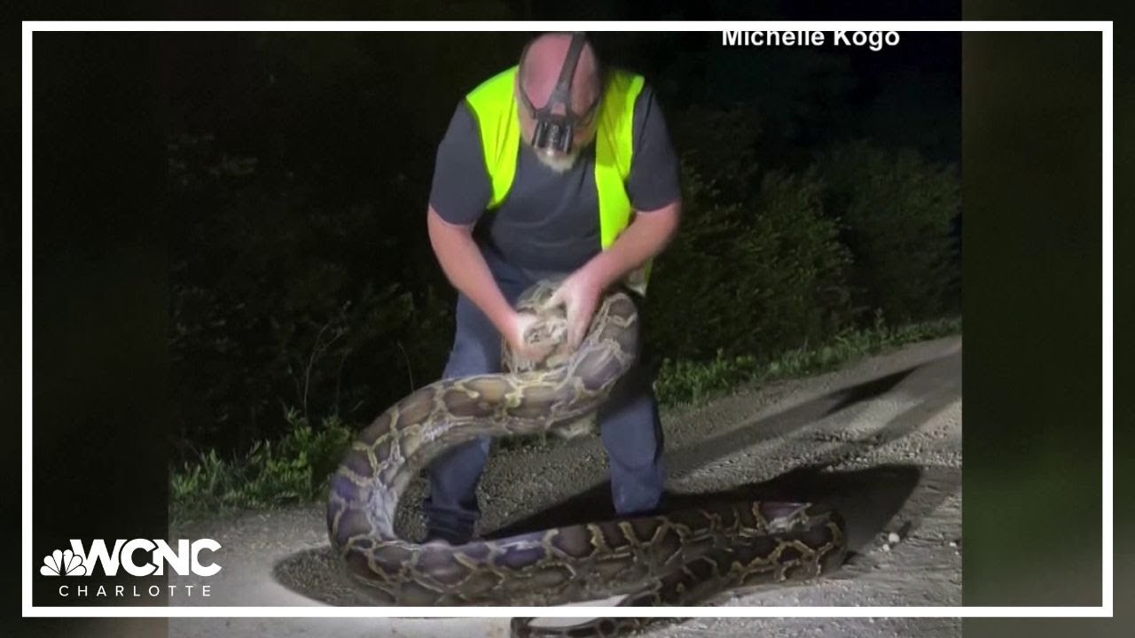 Snake trapper catches 17-foot Burmese python in Florida Everglades