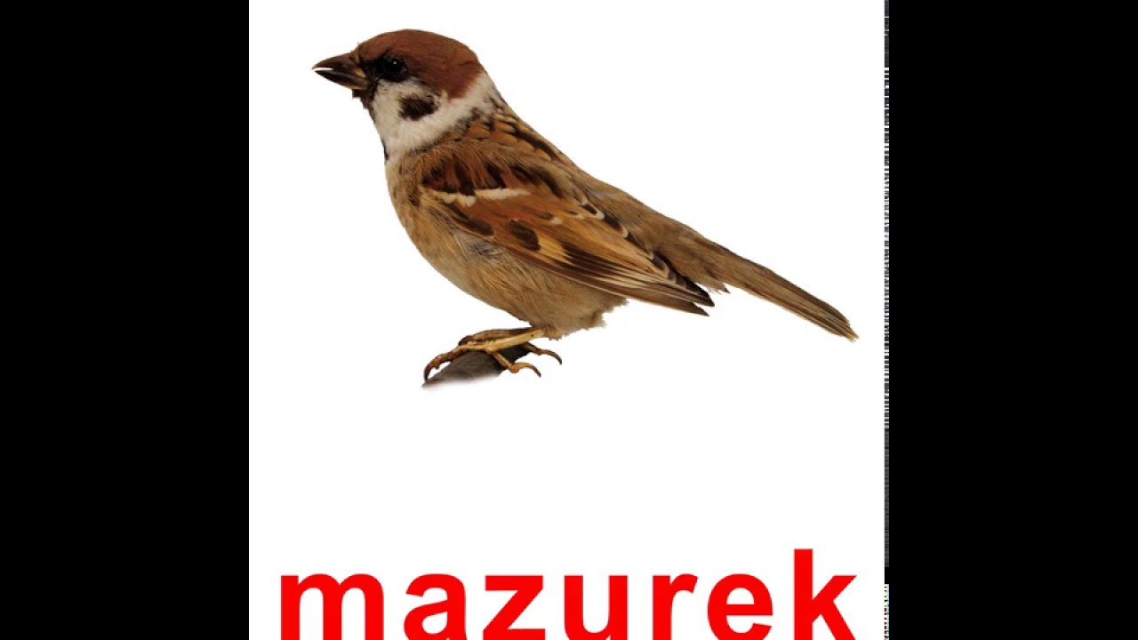 Nasze Ptaki - bity inteligencji Metodą Domana i czytanie globalne